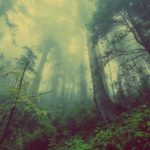 Direito Ambiental – STF dá novas diretrizes para Código Florestal Brasileiro