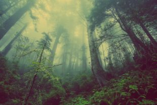 Direito Ambiental – STF dá novas diretrizes para Código Florestal Brasileiro