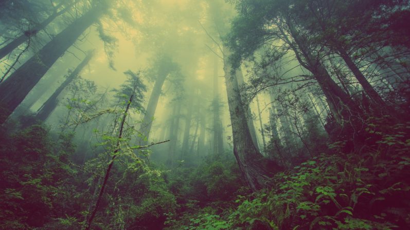 Direito Ambiental – STF dá novas diretrizes para Código Florestal Brasileiro